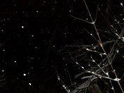 Feb 1st Snow at Night