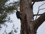 Komoka Provincial Park - Pileated Woodpecker