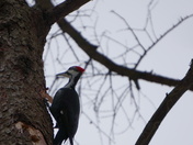 Komoka Provincial Park - Pileated Woodpecker