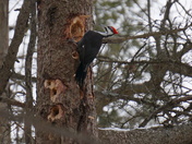 Komoka Provincial Park - Pileated Woodpecker