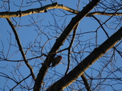 Komoka Park - Woodpecker