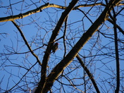 Komoka Park - Woodpecker