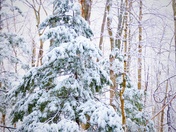 Snow covered Komoka Park