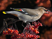 Bohemian Waxwing