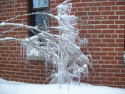 Icicle Tree outside eastminster Church
