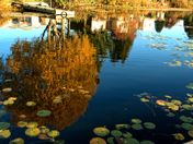 Tree reflection in Mill Lake
