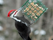 Pileated Woodpecker