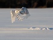 Snowy Owl taking off