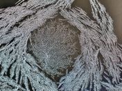 Unusual Pattern of Frost