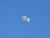 Snowy Owl