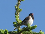 Dark Eyed Junco