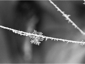 Snow flake on Spider web