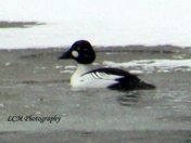 "Floating Down Icy Water"