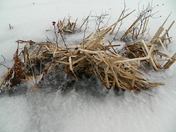 Frozen pond