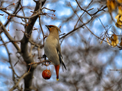 Jaseur BorÃ©al- Bohemian Waxwing