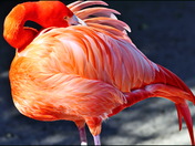 flamingo