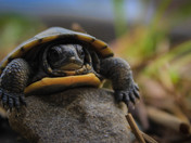 Small Turtle, Big Challenge