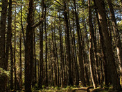 Hemlocks and Hardwoods.