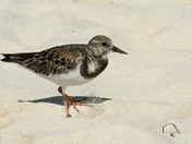 Ruddy Turnstone