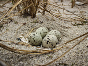Piping Plover Clutch.