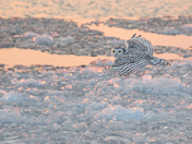 Snowy Owl Hunting Ducks 