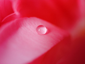 Pink droplet