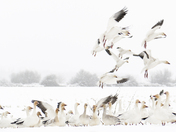Return of the Snow Geese