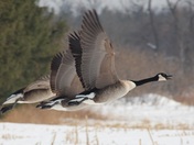 Geese in Flight