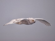 Snowy Owl