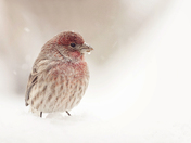 Finch in snow storm