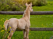 Is the grass greener over there?