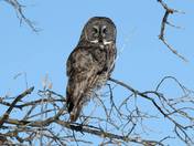 Great Gray Owl
