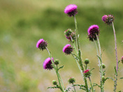 Buffalo Pound Musk Thistle