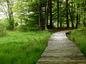 Boardwalk in the Woods