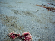 Sea Plant on the Shore