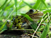 Lurking Leopard (Frog)