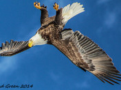 Acrobatics, or diving for dinner. 