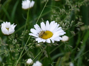 Beetle on daisy