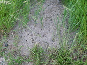 Ants hill in the grass