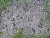 ant hill in the grass-closeup