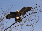 Eagles Mating
