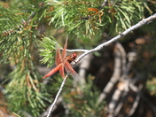 Red Dragonfly