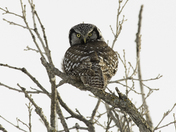 Northern Hawk Owl