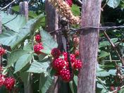 Finding the Dragon Fly