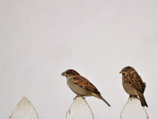 Assymetrically Symetrical