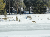 Coyote on Lake