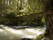 Great Bear Rain Forest