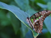 Green Speckled Beauty