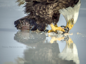 Reflecting on his meal