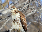 Red-Tail Hawk